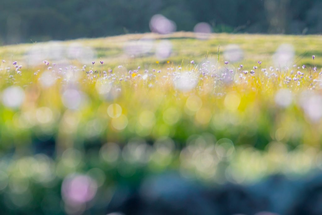 Wild flowers
