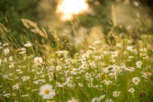 Wild flowers
