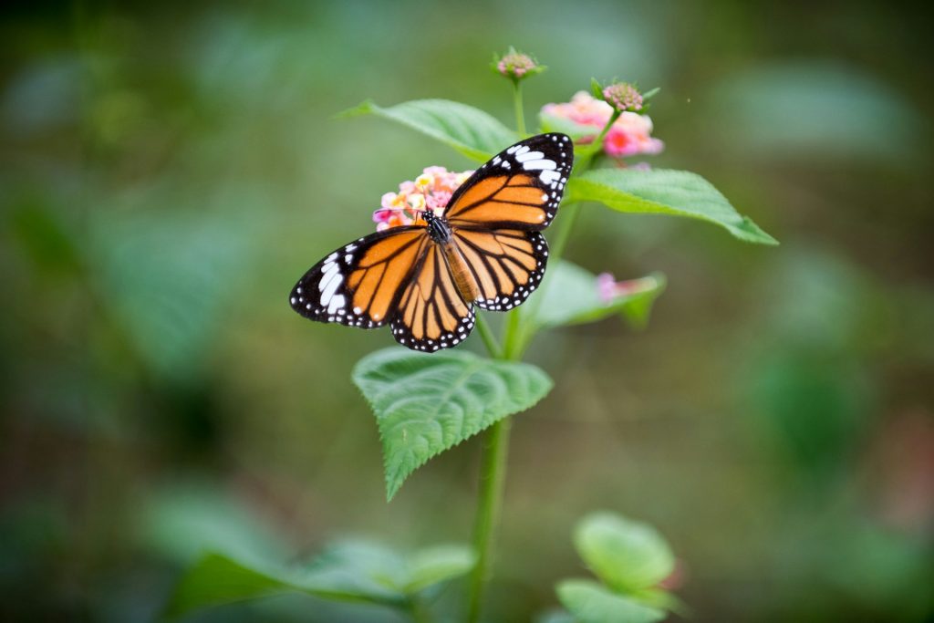 Butterfly