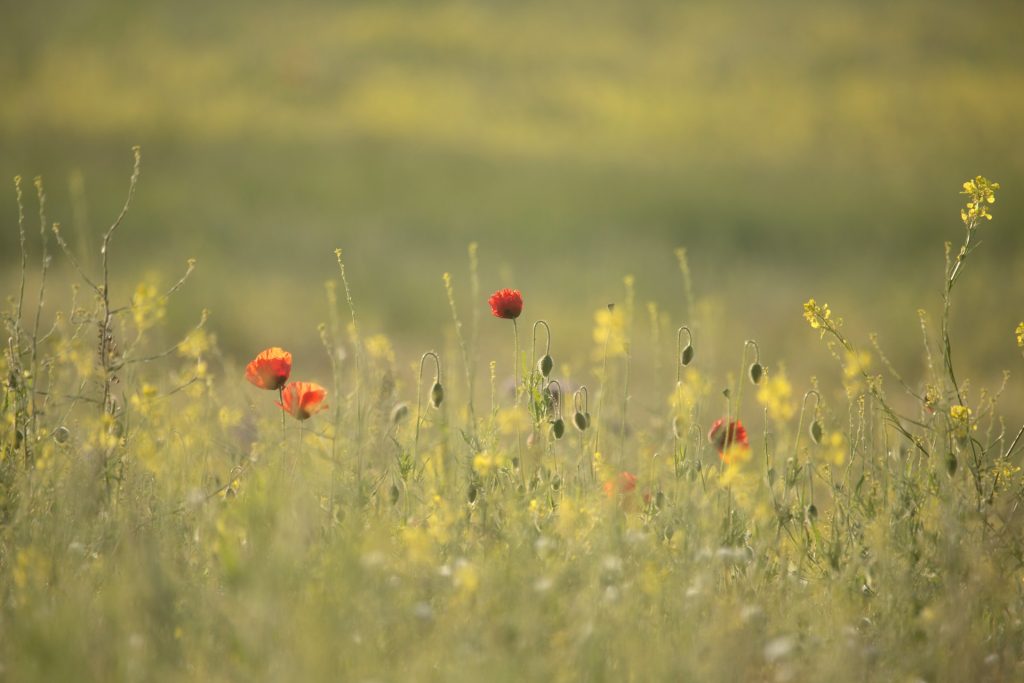 Wild flowers