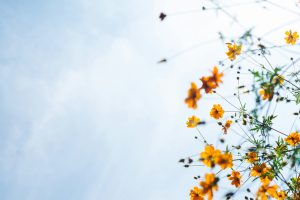 Wild flowers