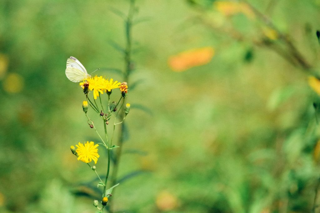 Butterfly and nature