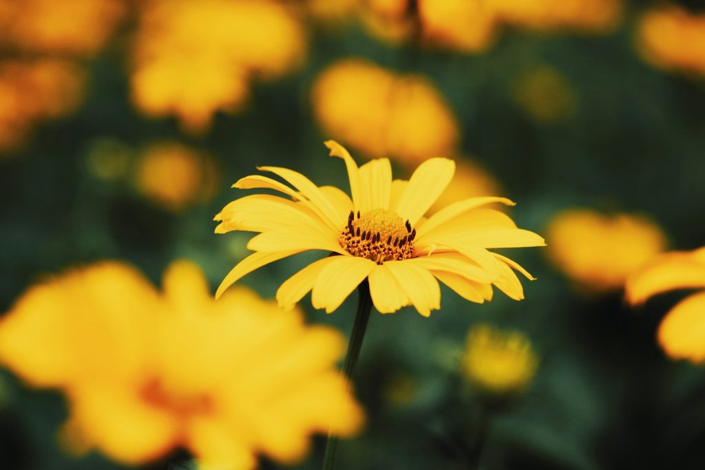 Yellow Flowers