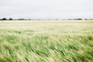 Mindful green field