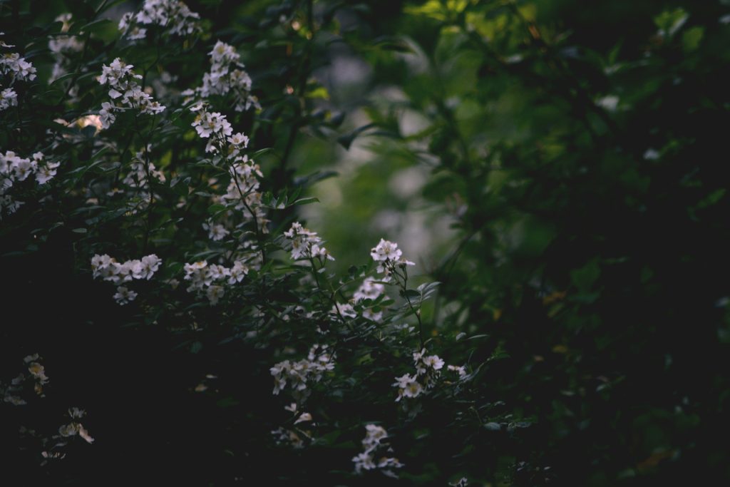 Beautiful flowers