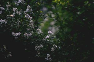 Beautiful flowers