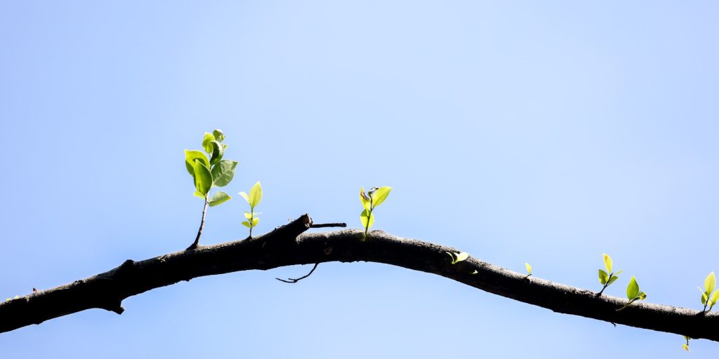 Growth