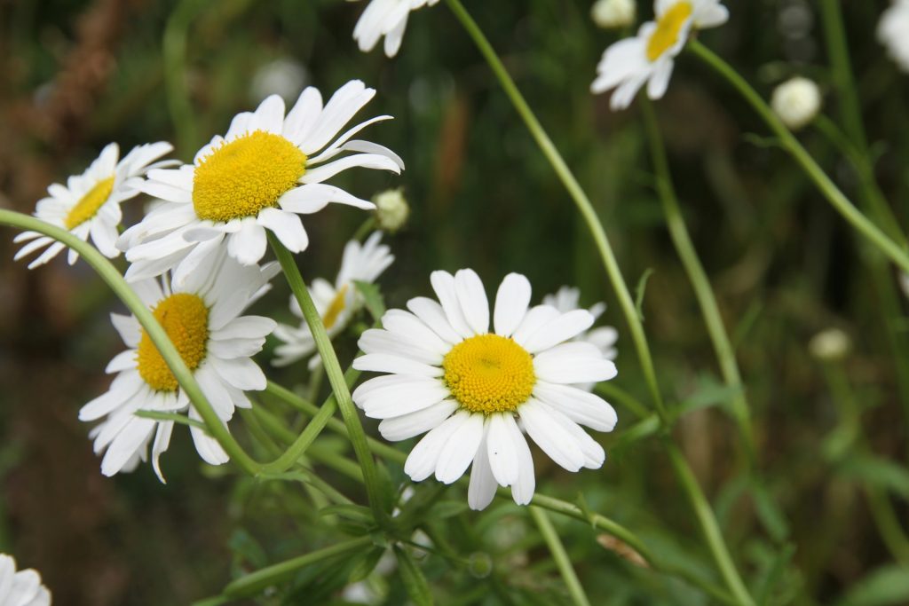 Beautiful flowers and mindfulness