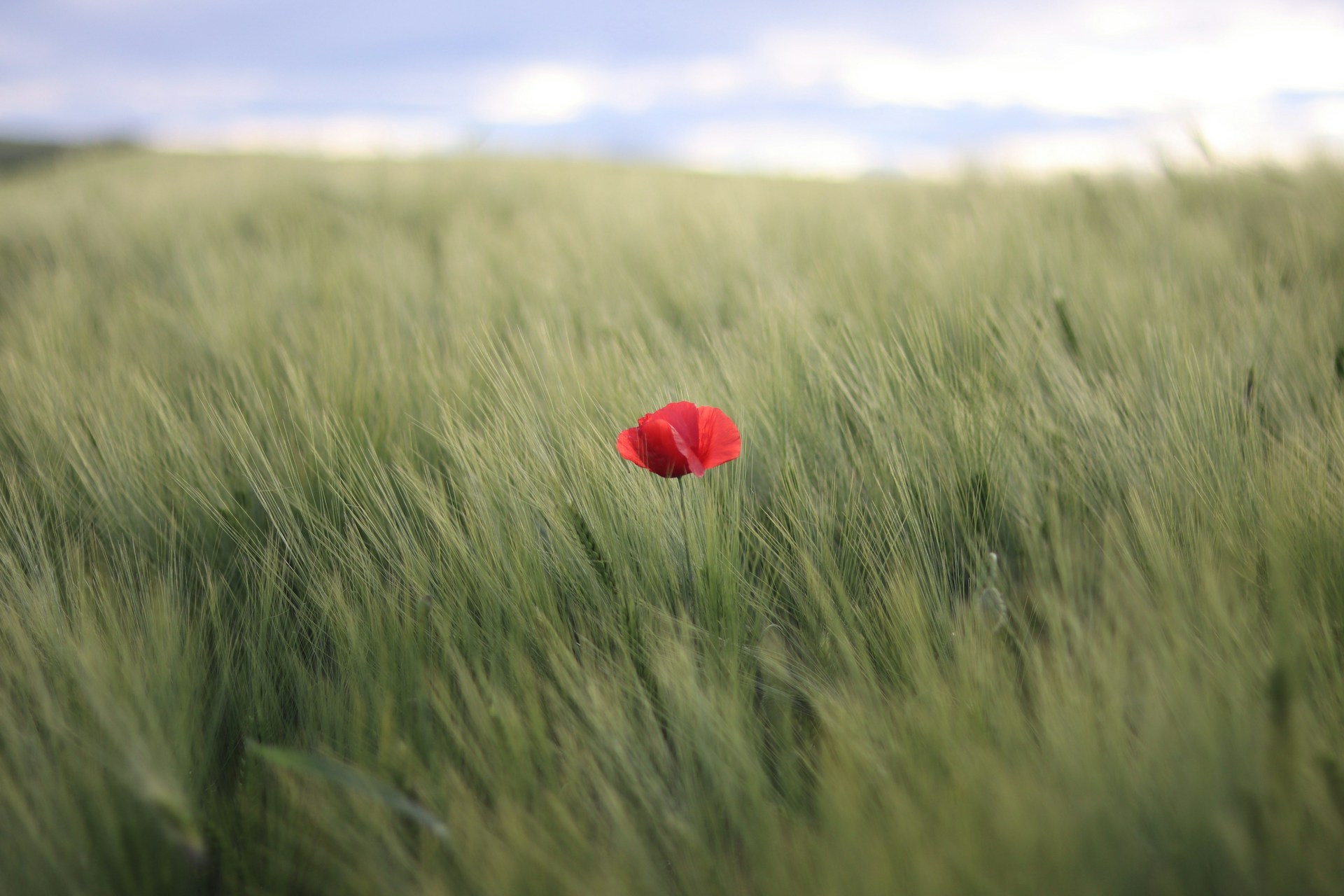 Beautiful green field