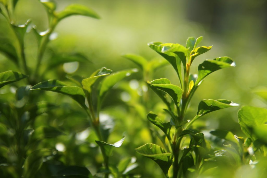 Green tea leaf