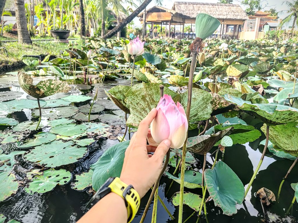Lotus lake in Vietnam