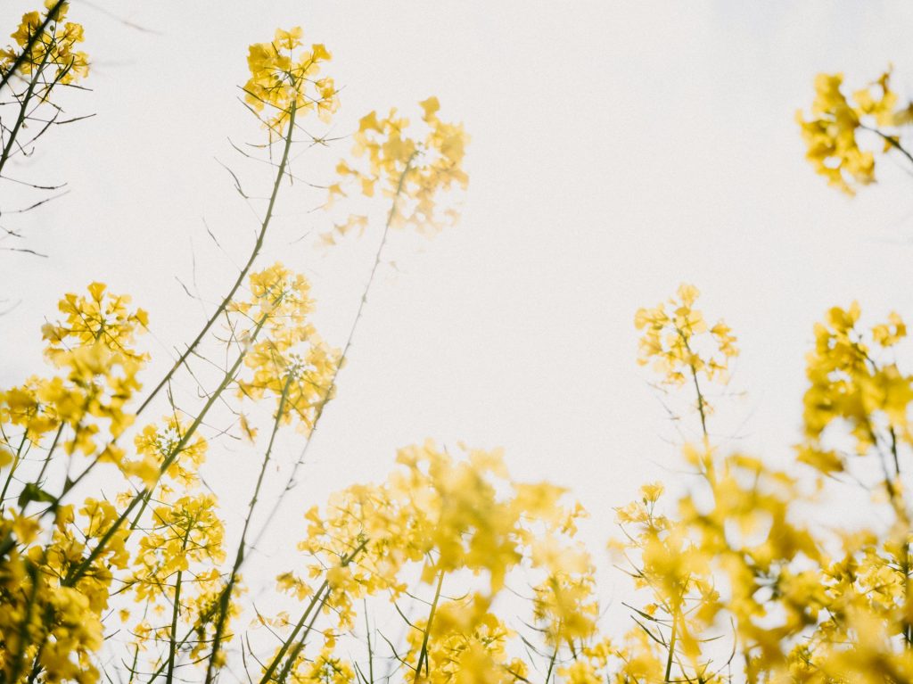 Beautiful flowers