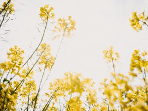 Beautiful flowers