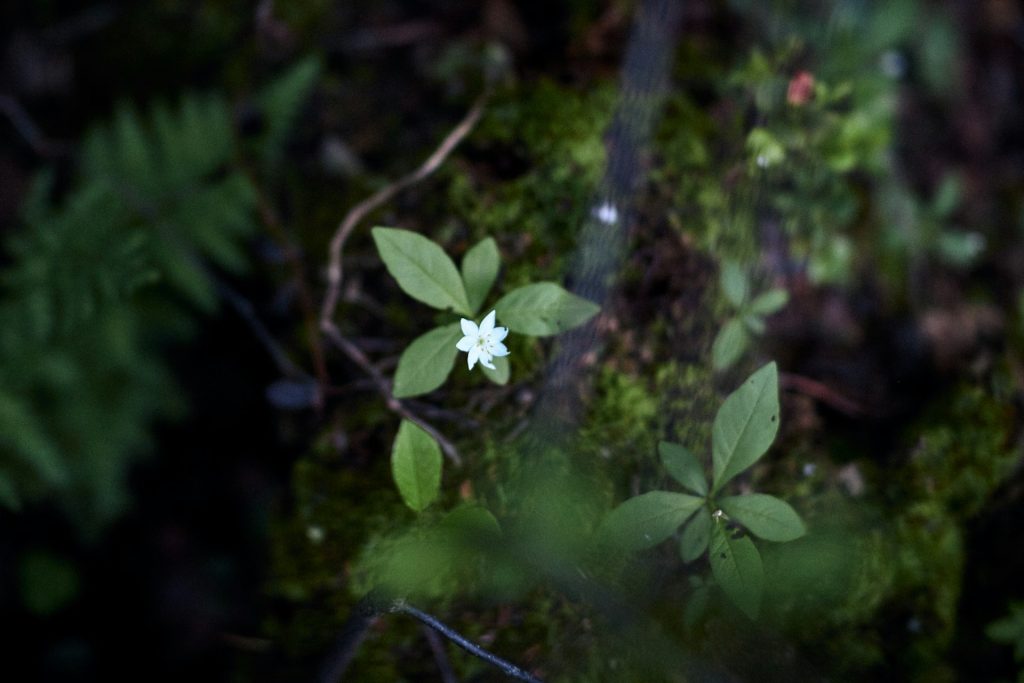 Nature
