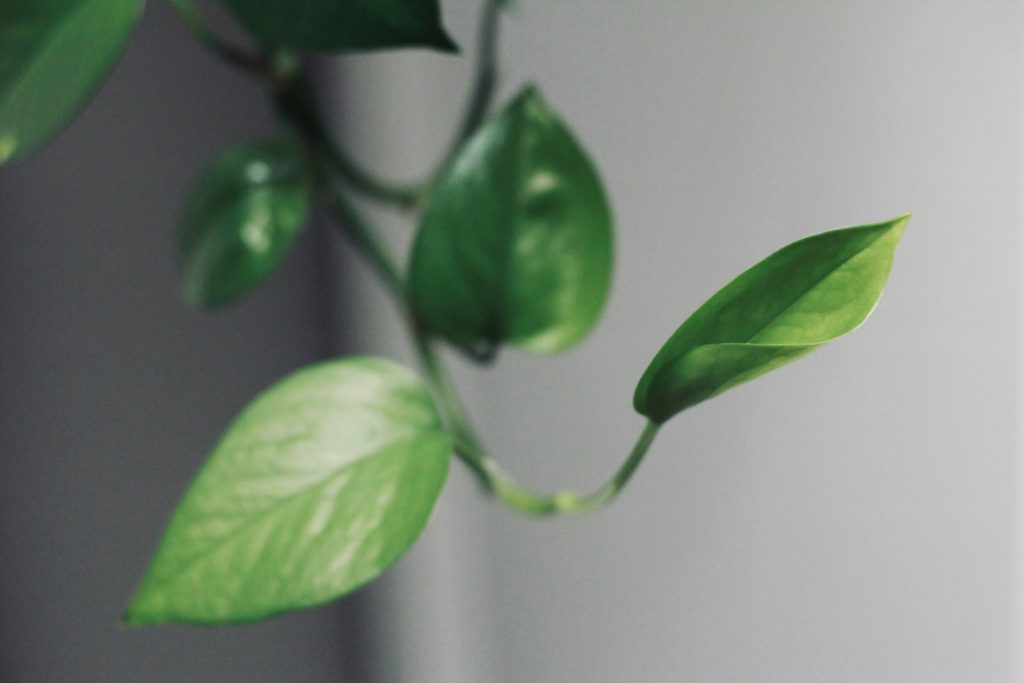 Plant