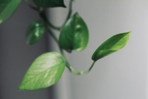Plant
