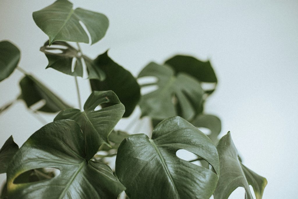 Plant