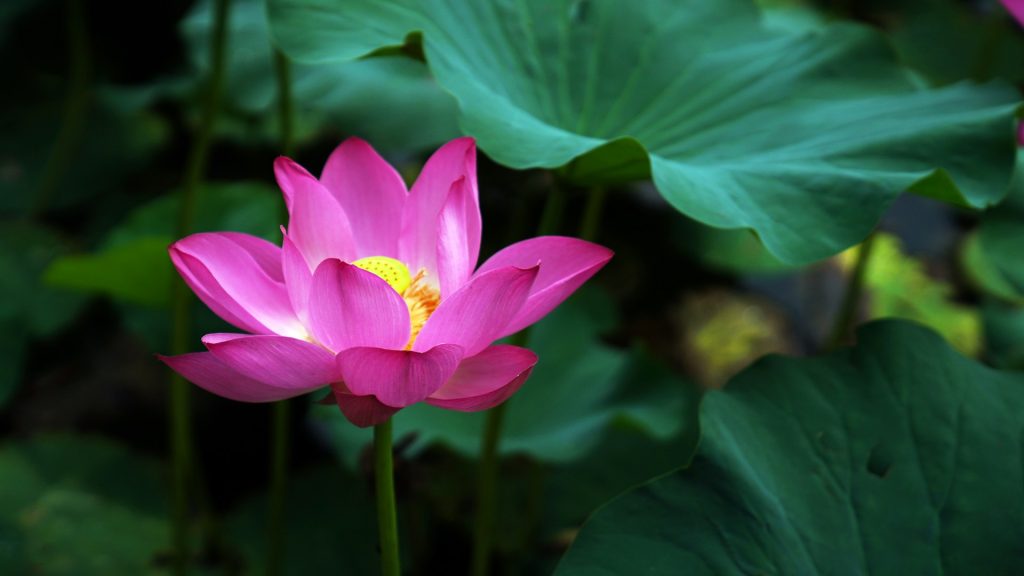 Lotus lake in Vietnam