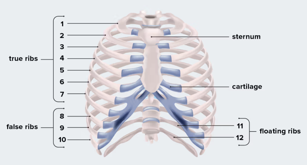 Rib anatomy
