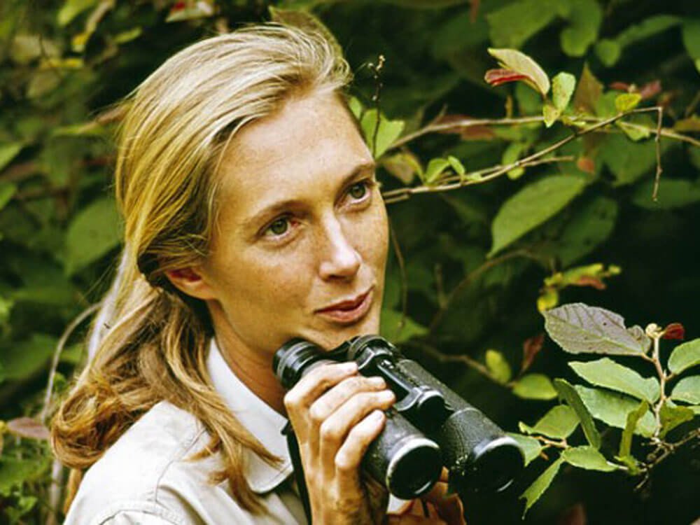 Ethologist and conservationist Jane Goodall redefined what it means to be human and set the standard for how behavioral studies are conducted through her work with wild chimpanzees in Gombe Stream National Park, Tanzania.