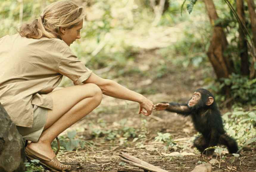 Ethologist and conservationist Jane Goodall redefined what it means to be human and set the standard for how behavioral studies are conducted through her work with wild chimpanzees in Gombe Stream National Park, Tanzania.
