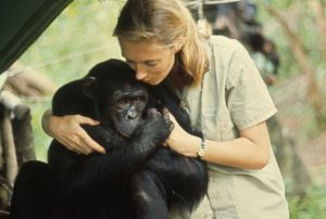 Ethologist and conservationist Jane Goodall redefined what it means to be human and set the standard for how behavioral studies are conducted through her work with wild chimpanzees in Gombe Stream National Park, Tanzania.