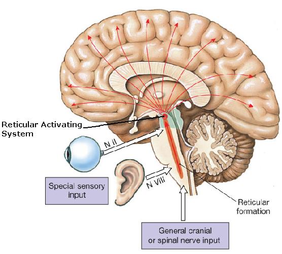 The reticular activating system (RAS) consists of neuronal networks originating in brainstem regions that project upward to the subthalamic nucleus and from there to many cortical and subcortical brain structures as indicated by arrows. The RAS is responsible for maintaining conscious activity and is very sensitive to hypnotics and general anesthetic.