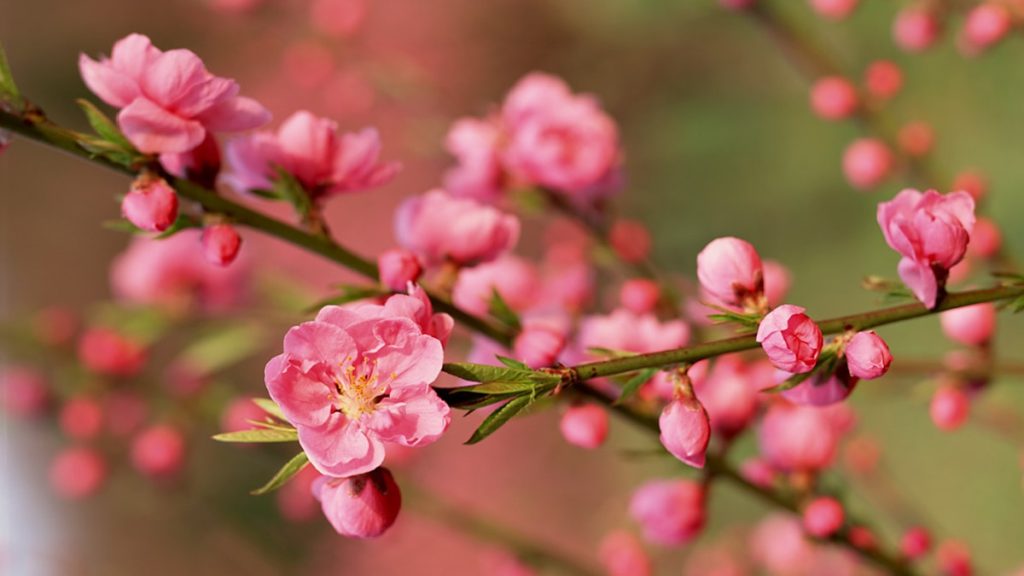 Peach blossoms in Tet holiday