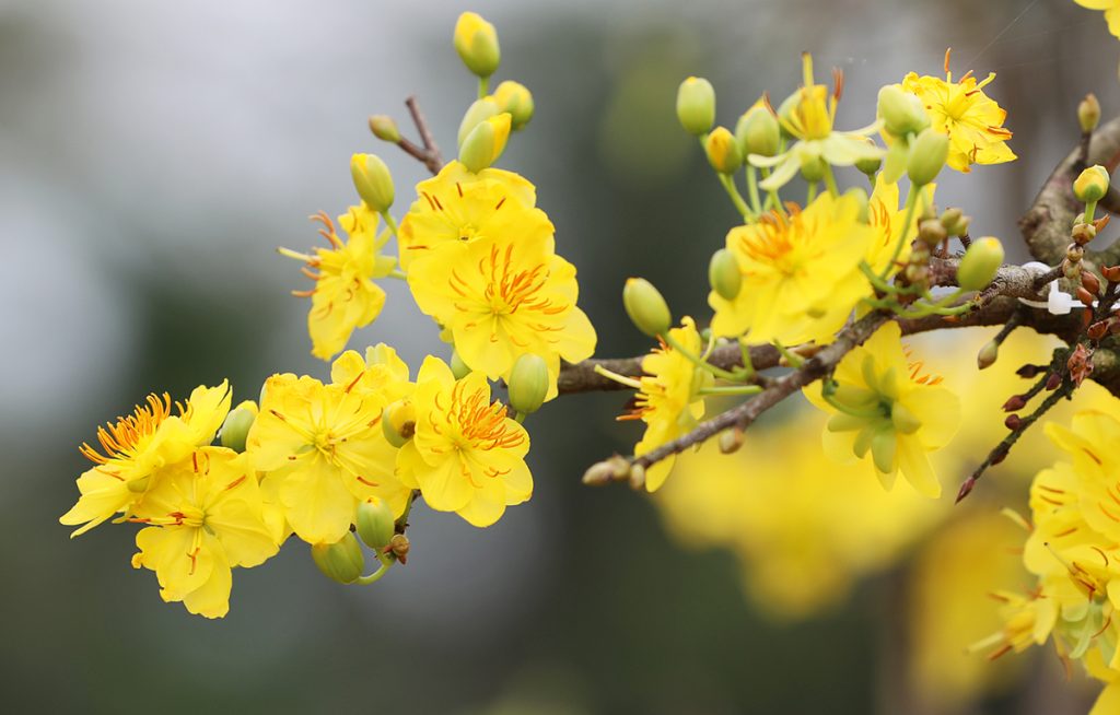 Blossoms